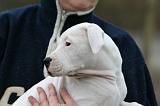 ADULTE ET CHIEN 364
